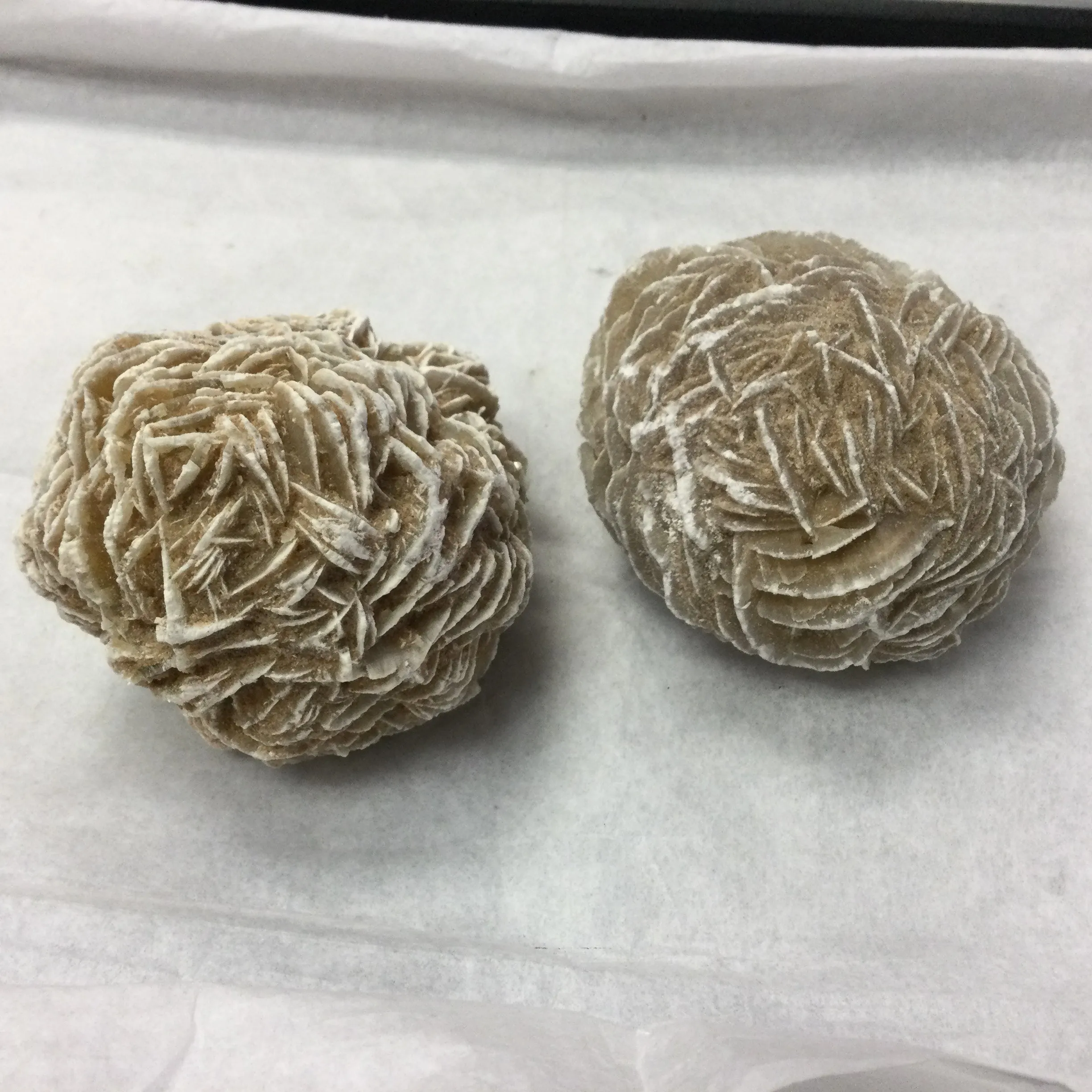 Desert Rose