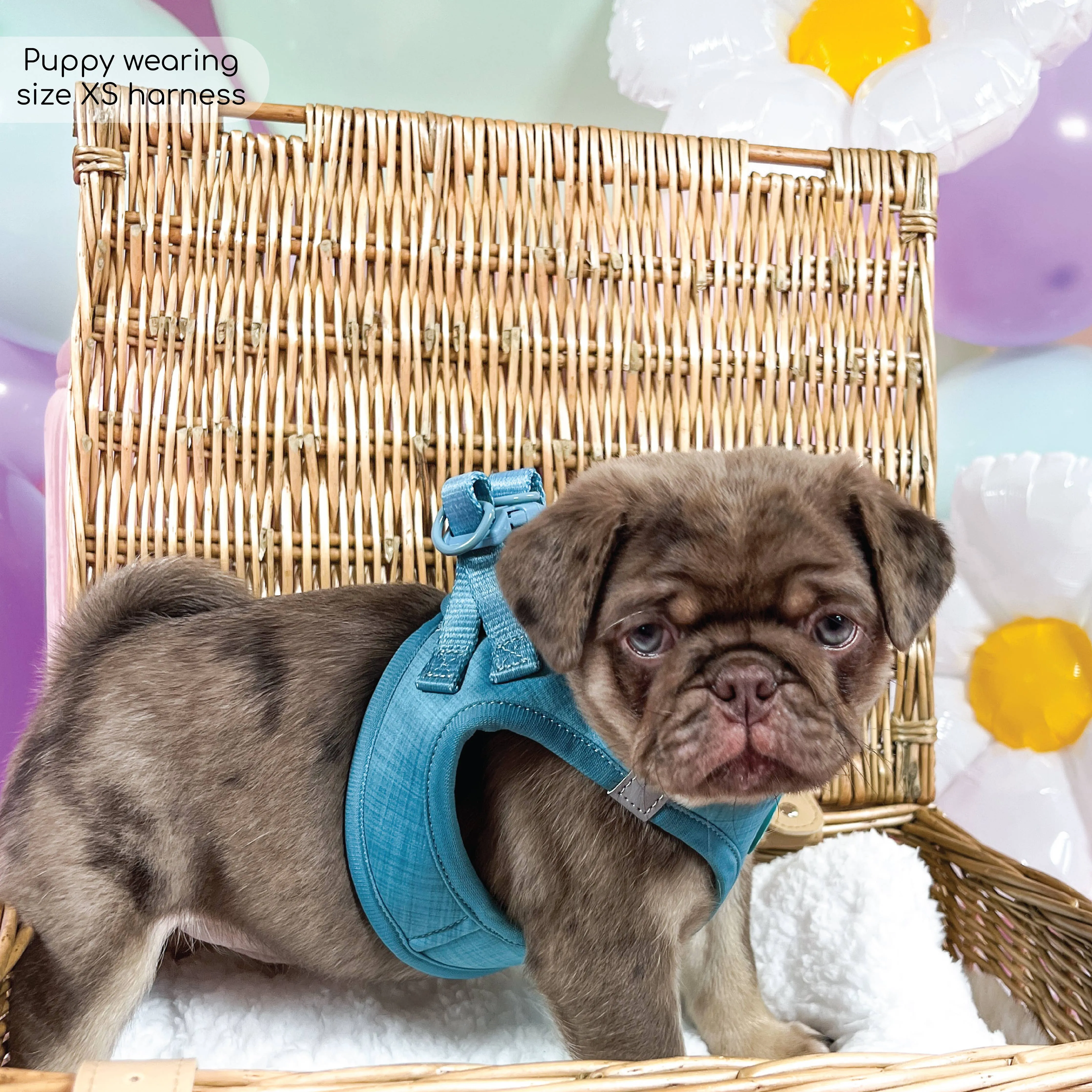 Pawsome Paws - Pawsome Pup Harness - Teal: Small